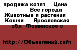 продажа котят  › Цена ­ 15 000 - Все города Животные и растения » Кошки   . Ярославская обл.,Фоминское с.